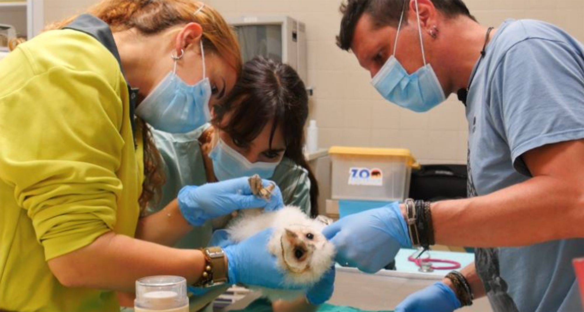 Madrid Zoo staff examine one of the owlets before it is released. (Zoo Aquarium de Madrid/Zenger News)