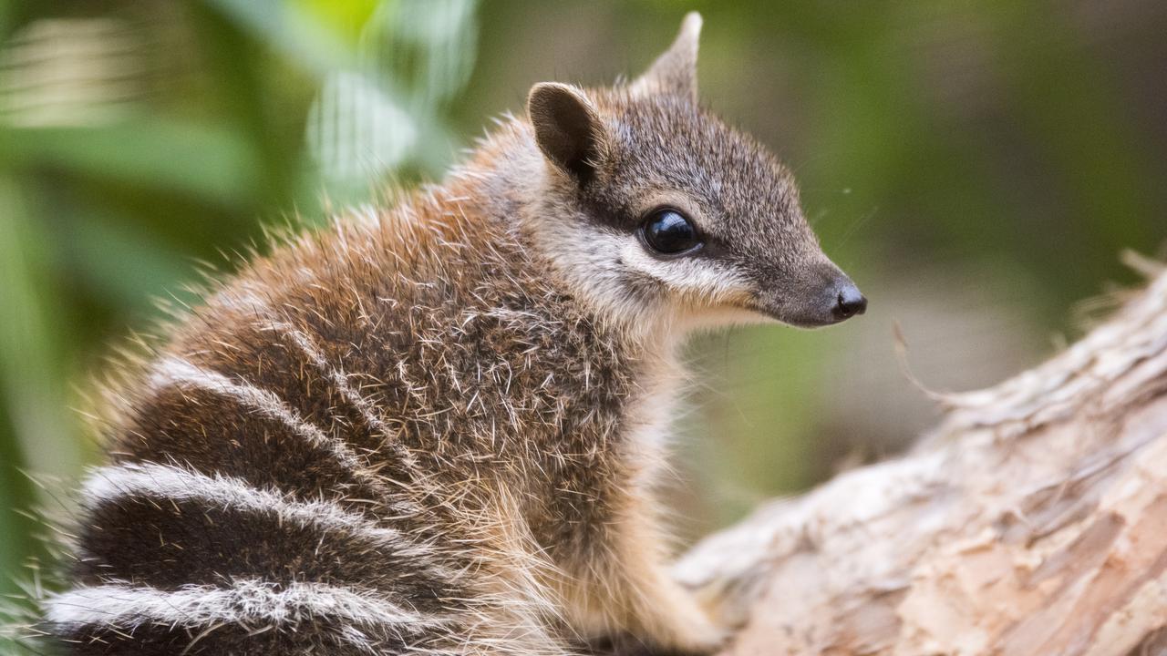 The numbat was listed as endangered in 2018.