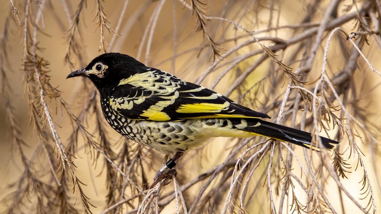 'Tutoring' young Regent Honeyeaters in their song has been found to help them survive in the wild.