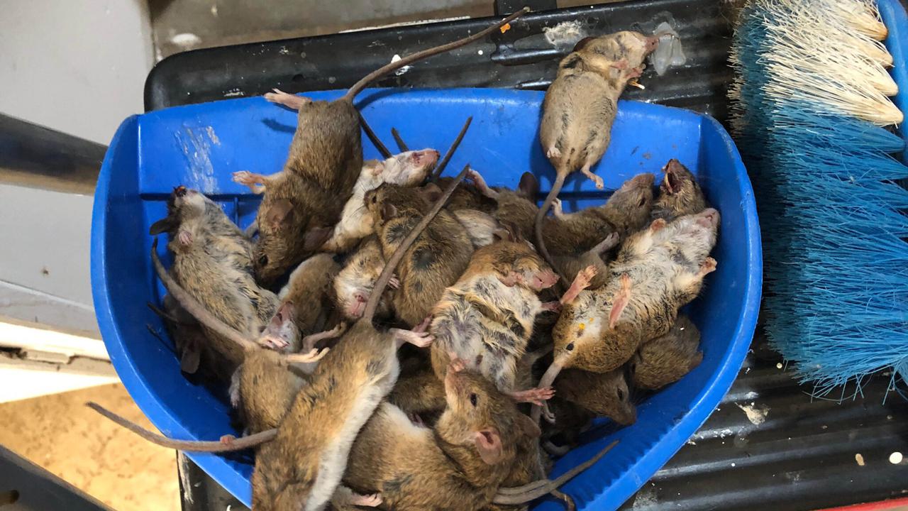 Country towns in NSW and Queensland have been struggling with an infestation of mice.