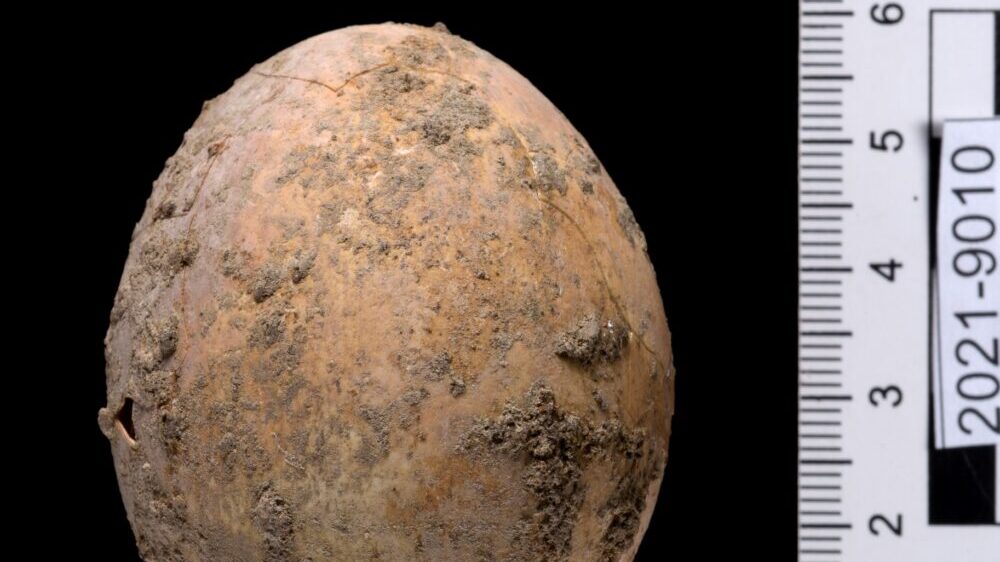 The egg from the Yavneh excavation. (Dafna Gazit/Israel Antiquities Authority)