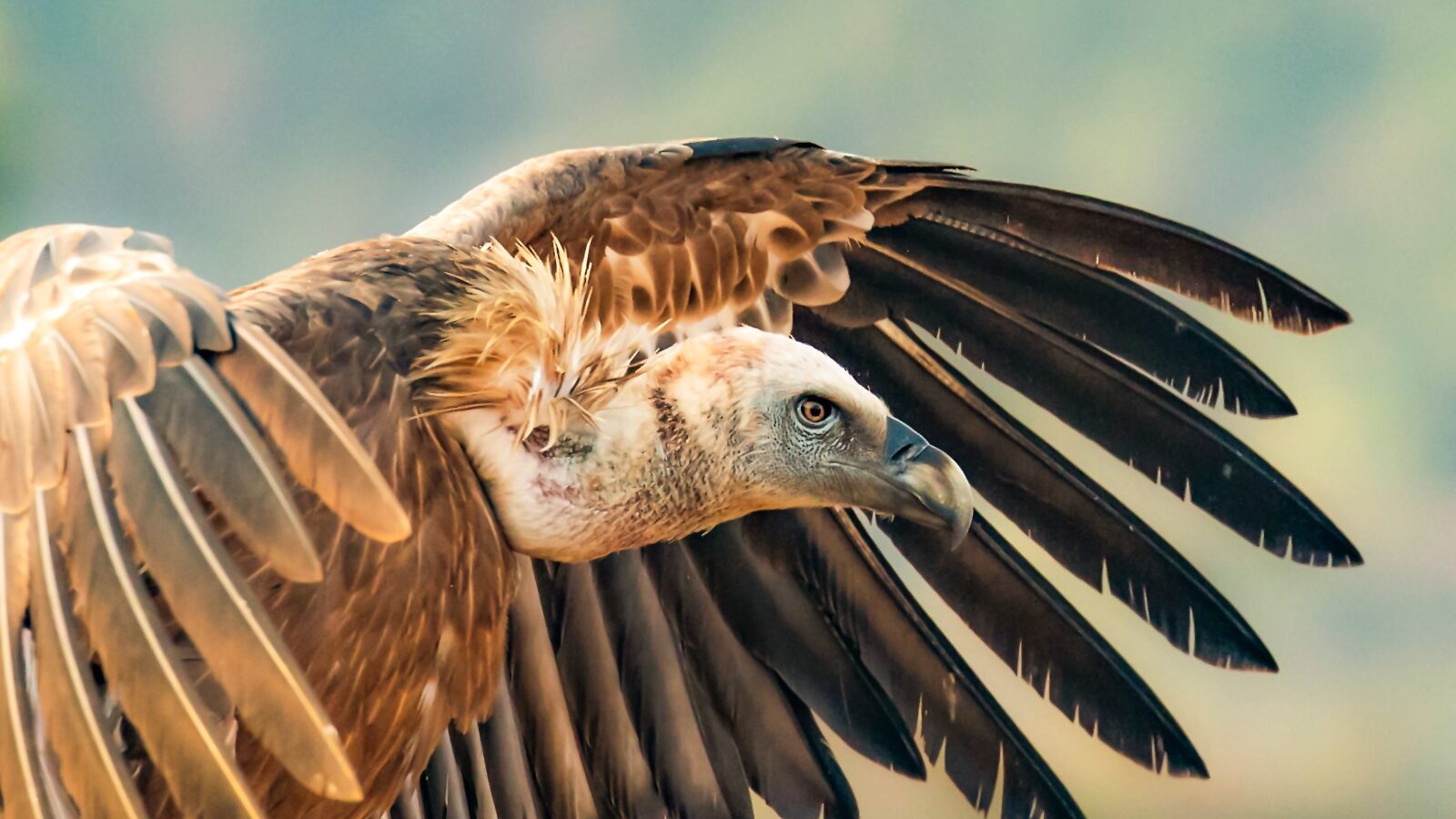 Vulture in the Carmel Forest of Israel. (© Dafna Ben Nun)