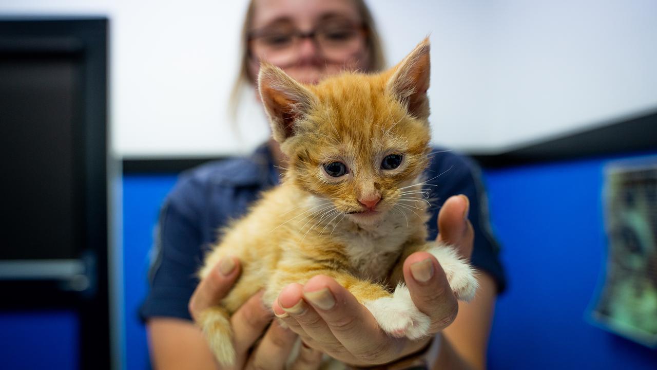 A kitten has been nursed back to health after having firecrackers taped and set alight on her back.