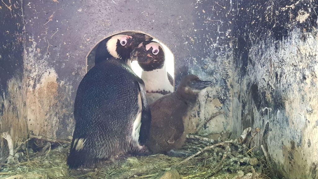 The first African penguin chick born in the Salzburg Zoo in Austria. (Zoo Salzburg/Zenger News)