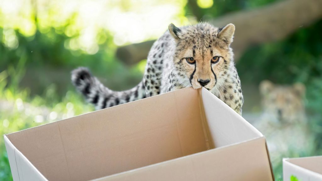 The first birthday of the cheetah quadruplets in the Tiergarten Schonbrunn Zoo in Vienna, Austria. (Daniel Zupanc/Zenger News)