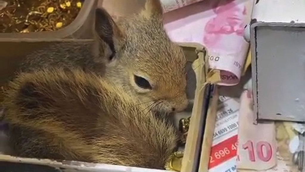 Memocan guards the cash drawer of his caretaker. (Screenshot/Mehmet Yuksel/Zenger News)