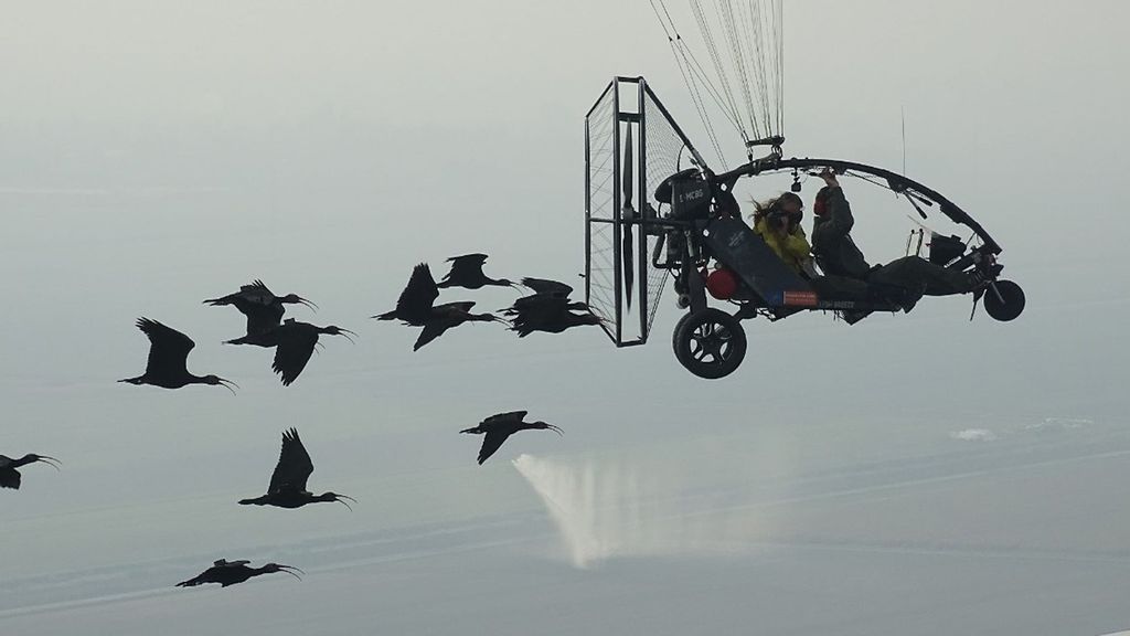 Flight of the northern bald ibis. (Waldrappteam Conservation & Research, J. Fritz/Zenger News)