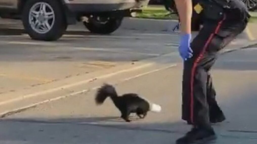 Police officer rescues skunk with cup stuck on its head in Toronto, Canada. (Peel Regional Police/Zenger News)