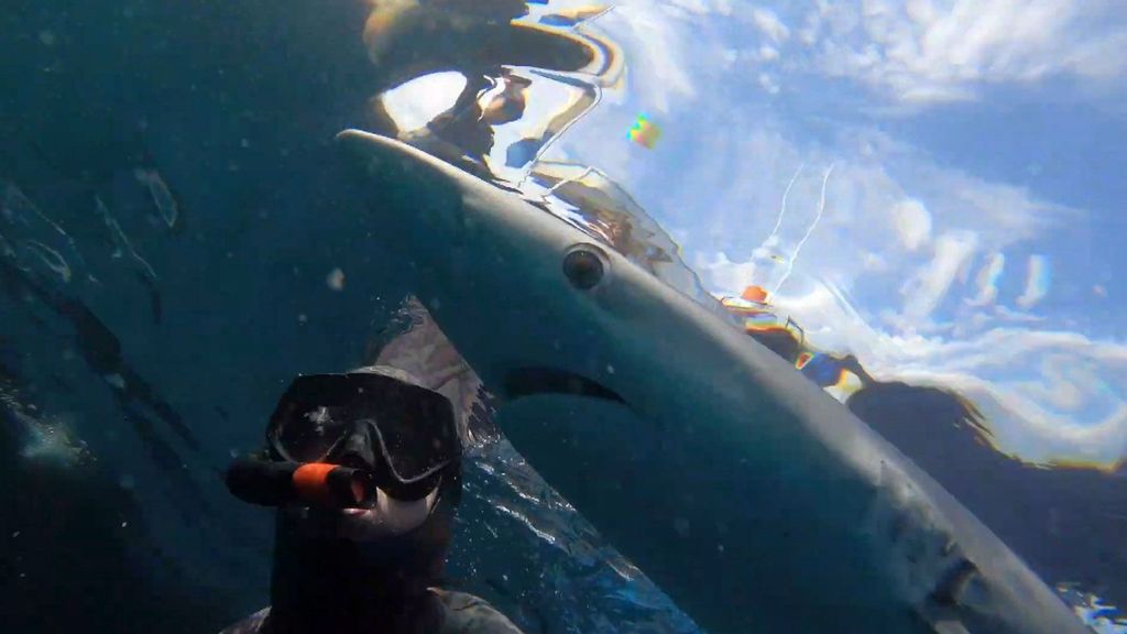 The blue sharks by James Glancy in Plymouth, England. (@jaglancy/Zenger News)