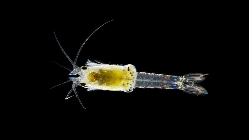 The new shrimp species (Heteromysis schoenbrunnensis) that was discovered in the Vienna Zoo in Austria. (Helmuth Goldammer/Zenger News)