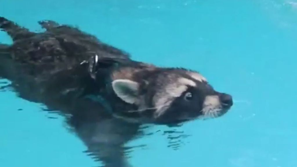 Vitya the raccoon swimming solo in a pool. (@raccoon.vitya/Zenger News)