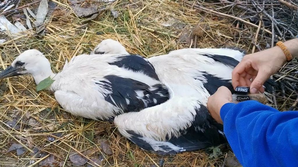 Each of the young storks has its own band so employees at the Zurich Zoo in Switzerland can identify them. (Zoo Zurich, Laura Gandola/Zenger News)