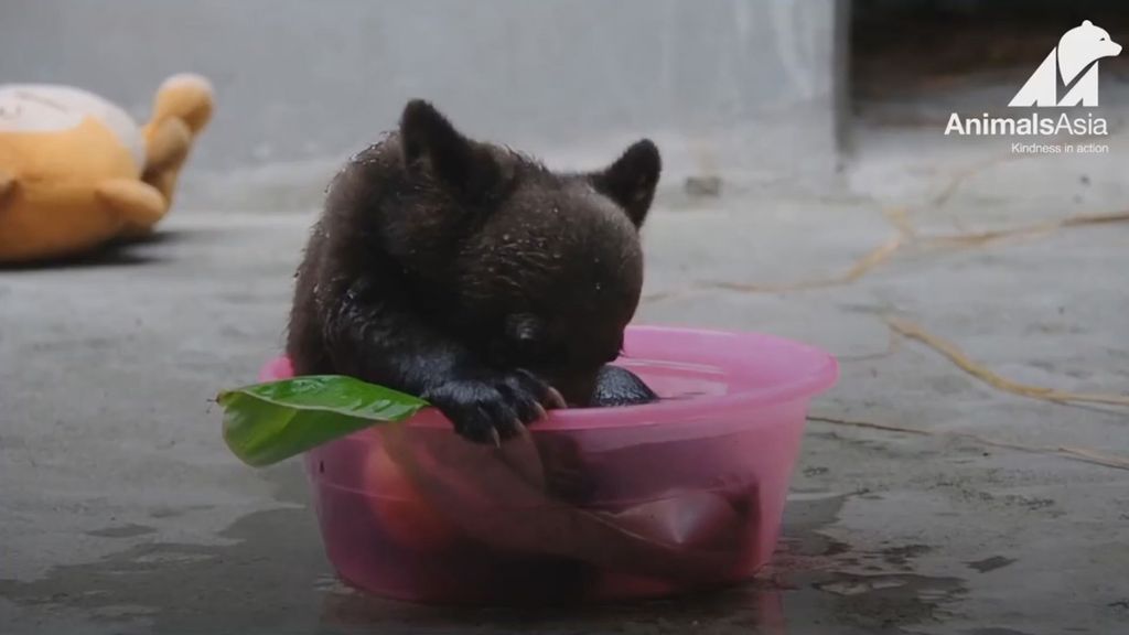 Smudge, the last bear born at Nanning, China, bile farm taking a bath. (Animals Asia/Zenger News)
