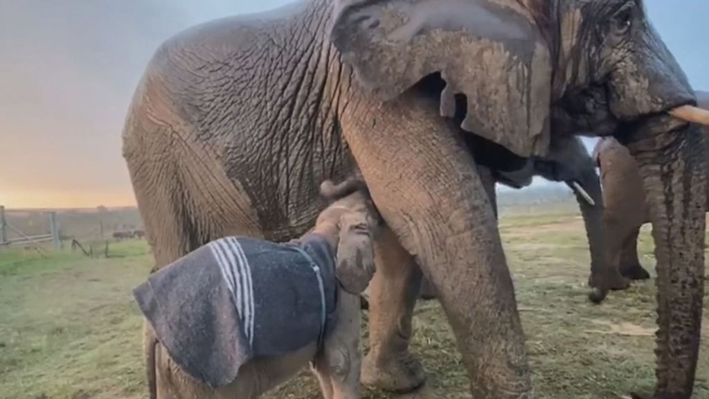 VIDEO: Dumbo-lievably Cute: Albino Elephant Calf Frolics After Rescue