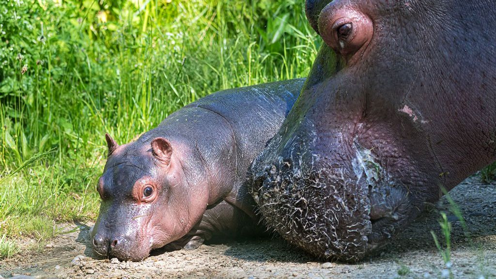 Baby hippo Serena and her mother Helvetia enjoy the baby's first swim at the Basel Zoo in Switzerland. (Zoo Basel/Zenger News)