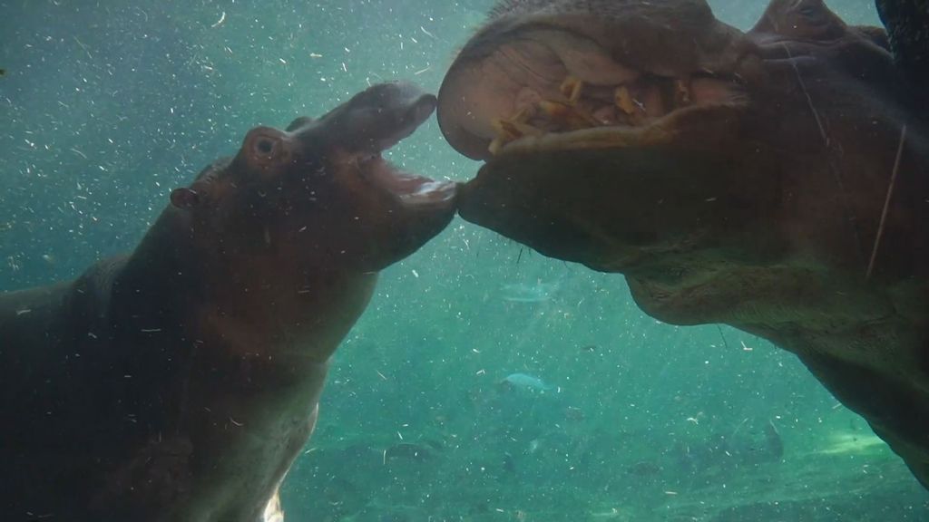 Hippo calf Gori dives with a member of his family in a large aquarium at the Valencia Bioparc in Spain. (BIOPARC Valencia/Zenger News)