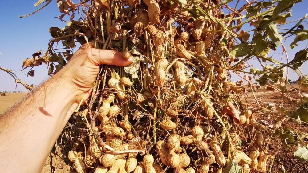 Israeli-grown peanuts are renowned for their high quality. (Jason Cohen)