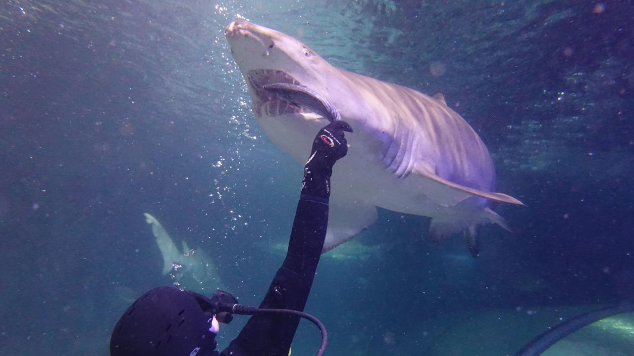 Grey nurse sharks are known as labradors of the sea because of their calm and docile nature.