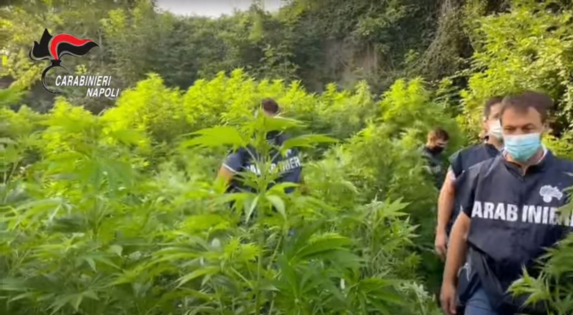 Authorities seized 9 tons of marijuana in a plantation hidden within among vegetation in the park area of the ruins of Pompeii in southwest Italy. (Carabinieri/Zenger)