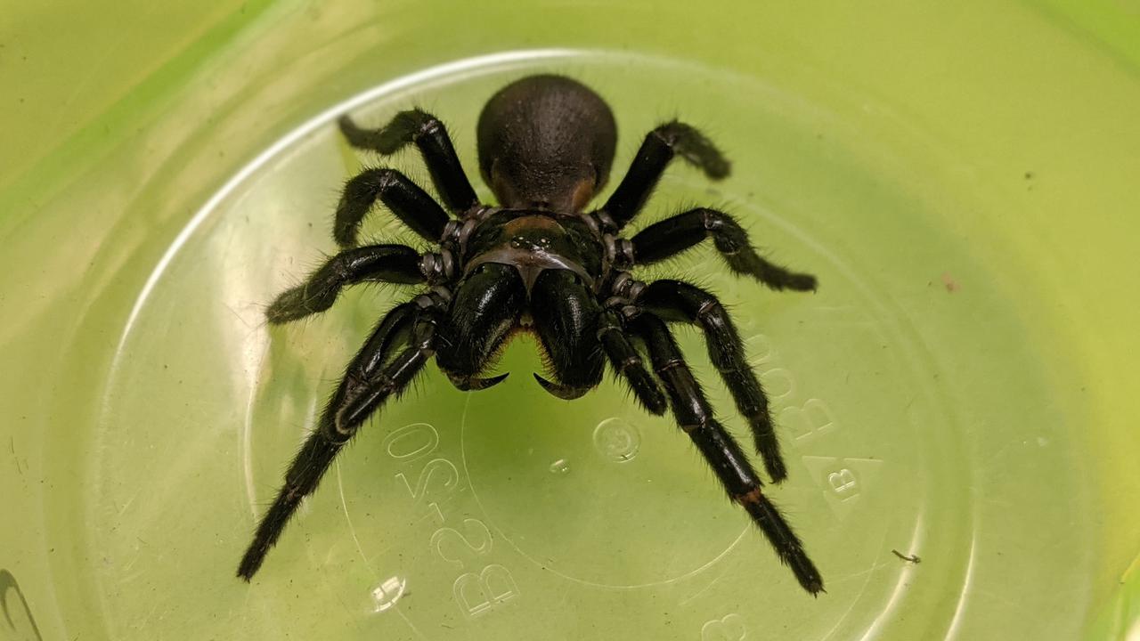 Venom from the Fraser Island funnel-web spider may prevent damage caused by heart attacks.