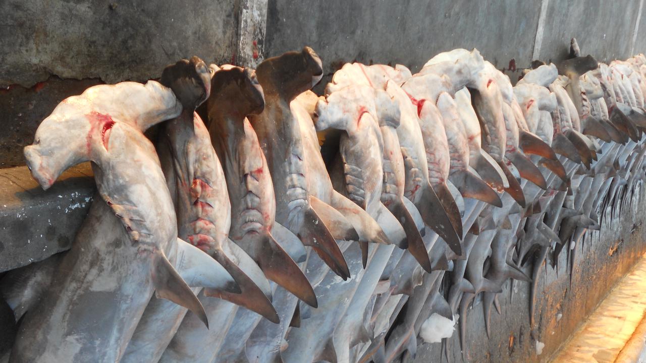 Australia's anti-shark finning rules are lagging behind the US and Europe, a new report says.
