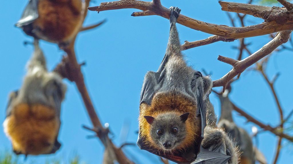 Researchers from the University of Cincinnati found that conversations between bats might actually be light on substance. (René Riegal/Unsplash)