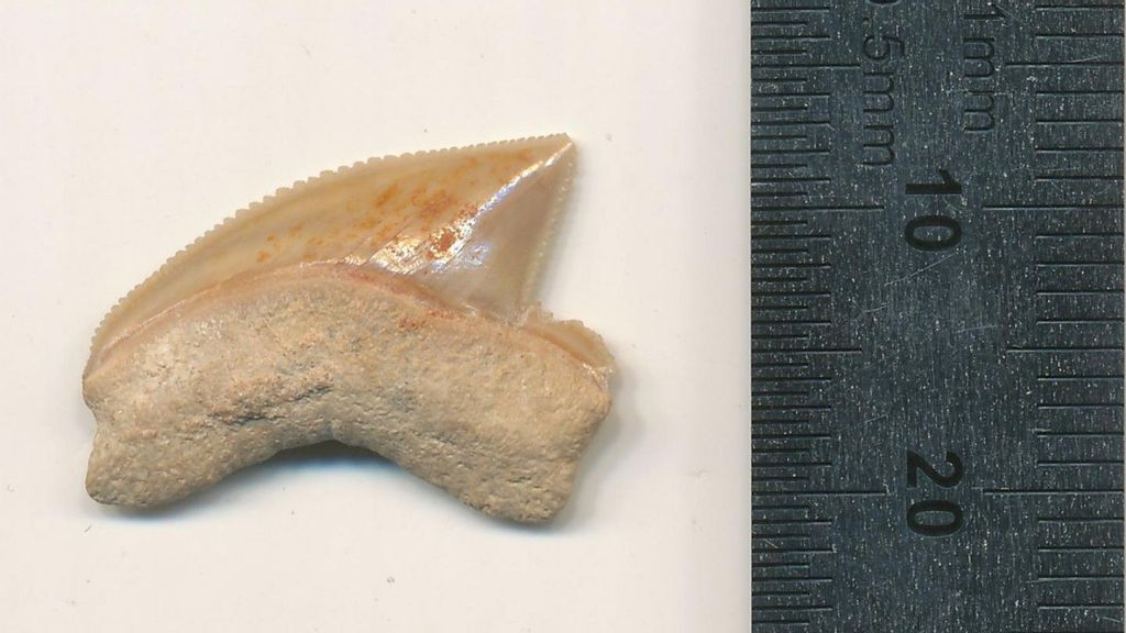 Shark tooth found in Jerusalem. (Omri Lernau)