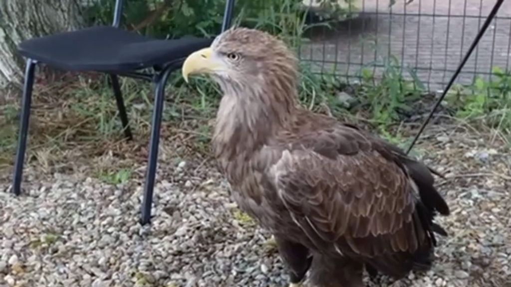 Russian police seized two eagles from a resident accused of offering tourists a chance to take pictures with them. (23.mvd.rf/Zenger News)