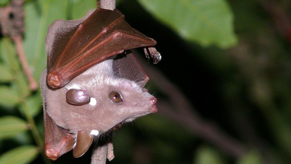 Bats practice social distancing when they are ill, preventing the spread of pathogens to others. (Wikimedia Commons)