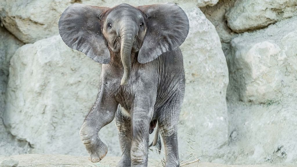 Remembering Kibali playing at the Vienna Zoo in Austria in May 2020. She died on June 10 of a heart attack. (Daniel Zupanc/Zenger)