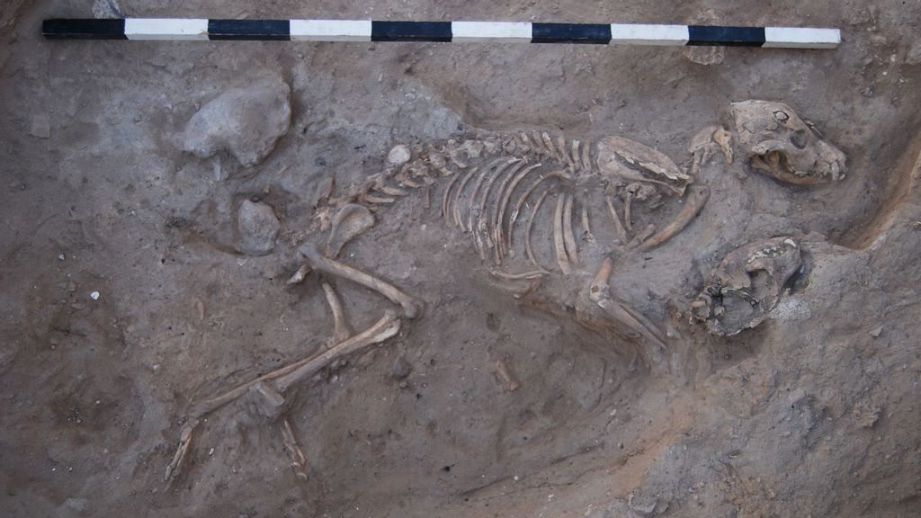 A dog buried in Ashkelon at the time of the Persian Empire has left modern-day researchers flummoxed. (Leon Levy Expedition to Ashkelon)