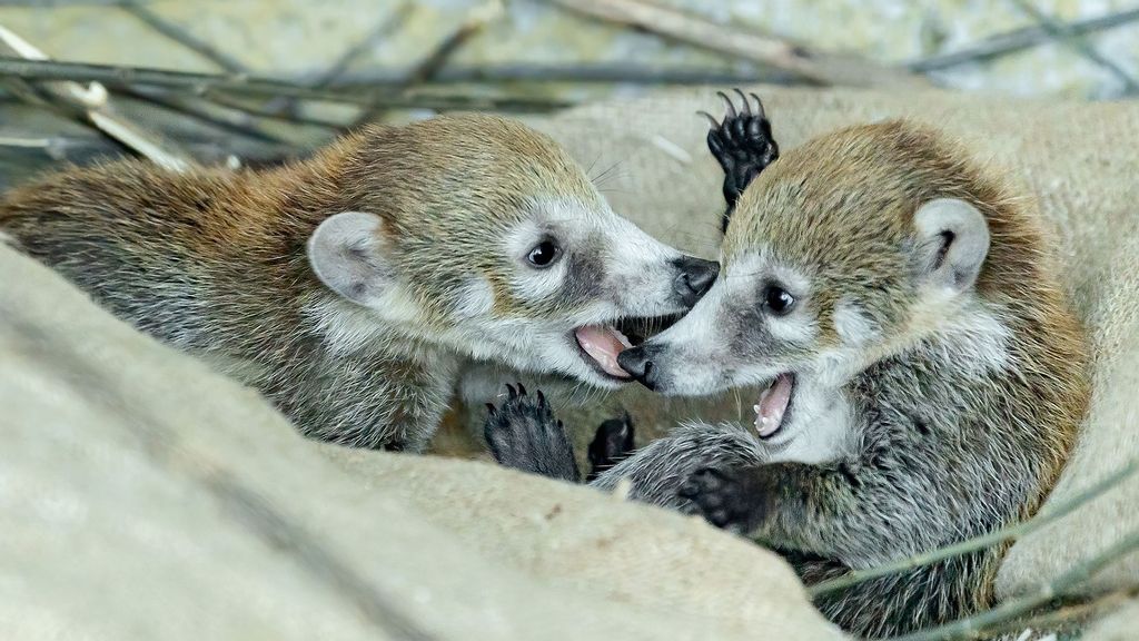 The coati twins that were born in the Vienna Zoo in Austria on May 22, 2021. (Daniel Zupanc/Zenger)