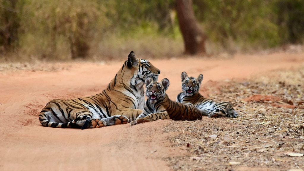 (Representative Image) On the occasion of International Tiger Day, Prime Minister Narendra Modi on July 29 said that India has achieved the target of doubling the tiger population four years ahead of the schedule of the Saint Petersburg Declaration on Tiger Conservation. (Syna Tiger Resort/Unsplash)