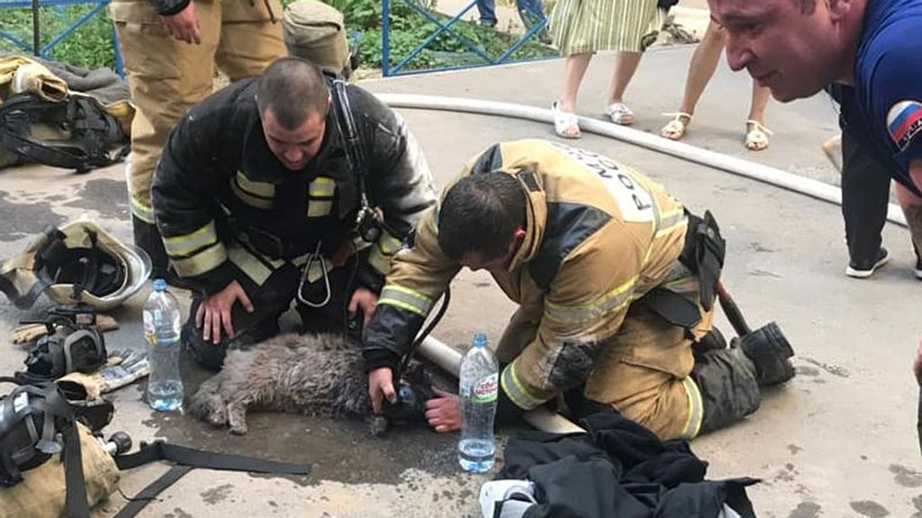 Firefighters give oxygen to cat rescued from fire.  (Photo from Main Department of the Ministry of Emergency Situations in the Volgograd Region) (@mchs.34/Zenger News)