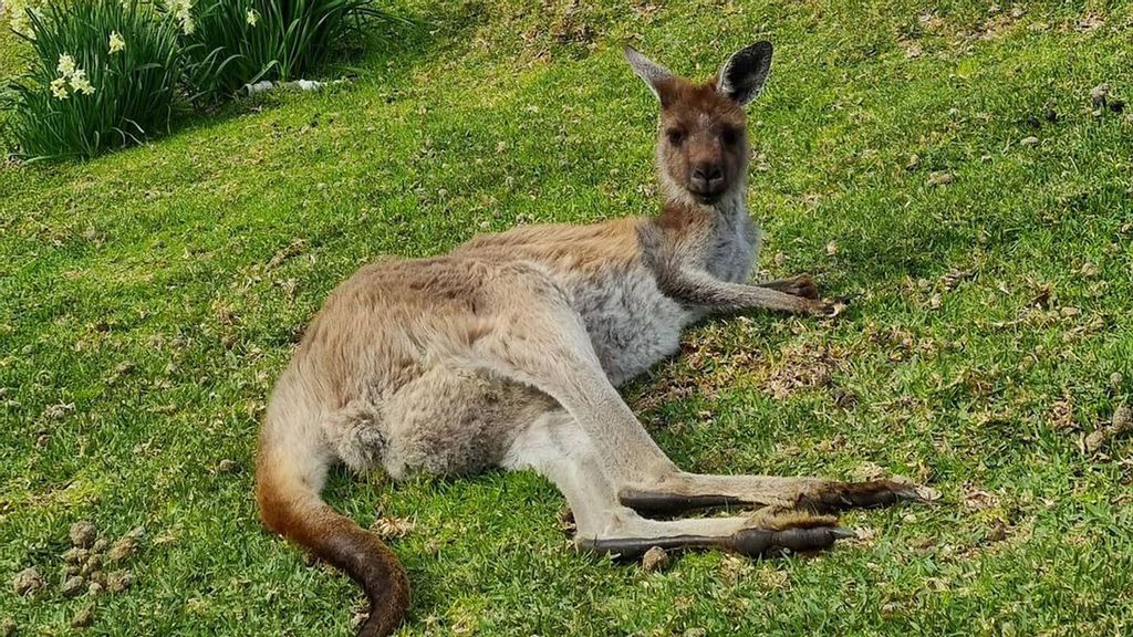 A photo of a kangaroo by Malcolm Roberts, 50, from Western Australia. Note: We have obtained permission for this photo. (@aussiebushguide/Zenger News )