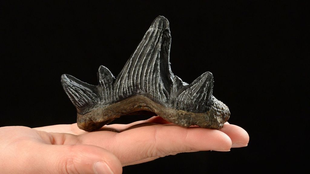 This recently discovered tooth belonged to a newly classified shark species from more than 325 million years ago. (NHM Vienna, Alice Schumacher/Zenger News)