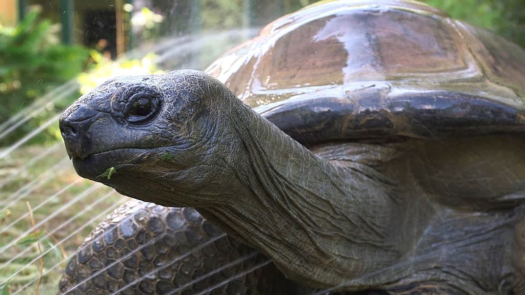 Schurli, the 130-year-old tortoise who died at the Tiergarten Schonbrunn Zoo in Vienna, Austria, on July 11, 2021. (Tiergarten Schonbrunn/Zenger)