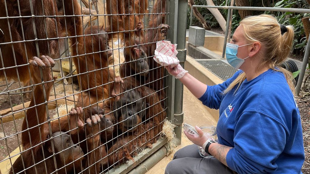 Zookeeper Doris Heimgartner makes a smell test on the Sumatran orangutans at the Zurich Zoo in Switzerland. (Zoo Zurich, Nicole Schnyder/Zenger)