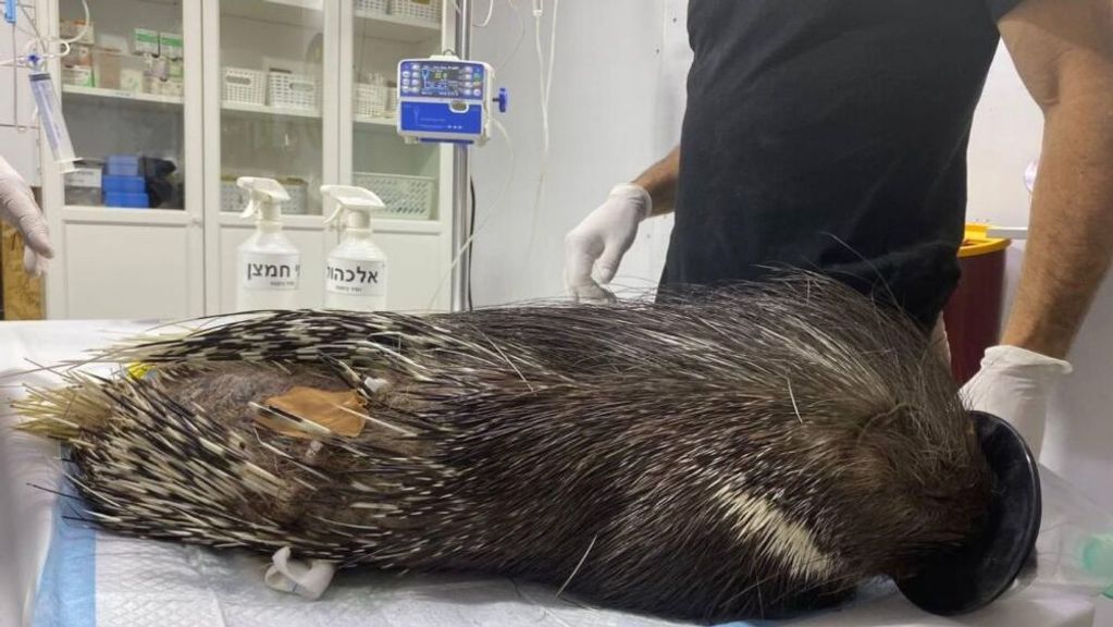 A wounded porcupine undergoes treatment at the For the Wildlife clinic. (Photo courtesy of For the Wildlife)