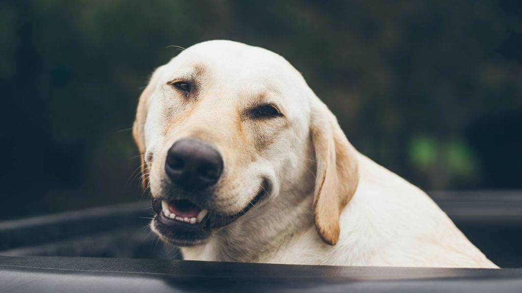 Tel Aviv prides itself on its love of dogs — and soon on its dog DNA database, (Jonathan Daniels/Unsplash)