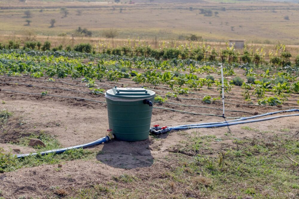 Vegetables irrigated with N-Drip’s system in Eswatini (Swaziland). (Will Brown)