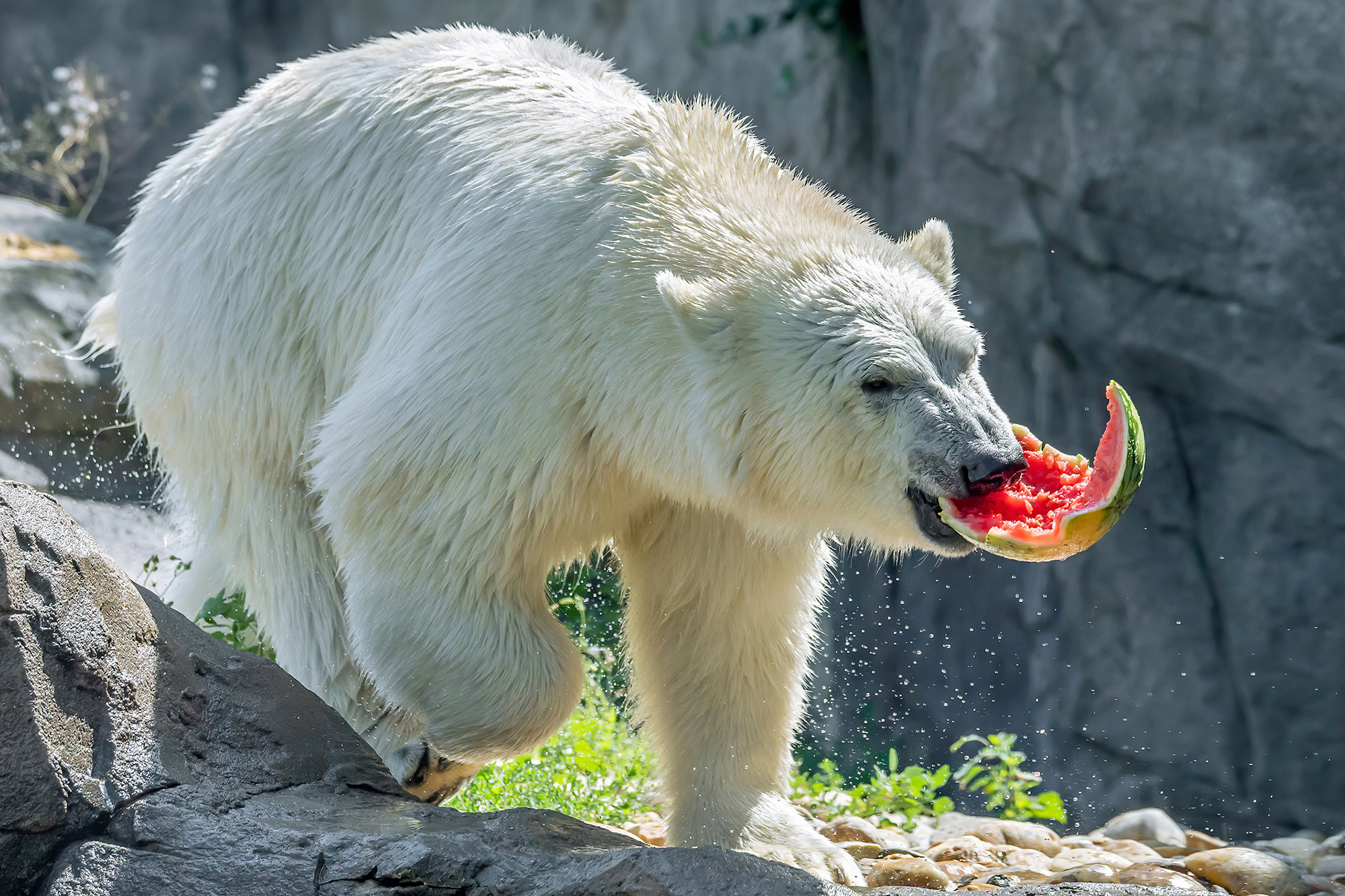 A polar bear at the Tiergarten Schonbrunn Zoo in Vienna, Austria, enjoys watermelons on August 3. (Daniel Zupanc/Zenger News)