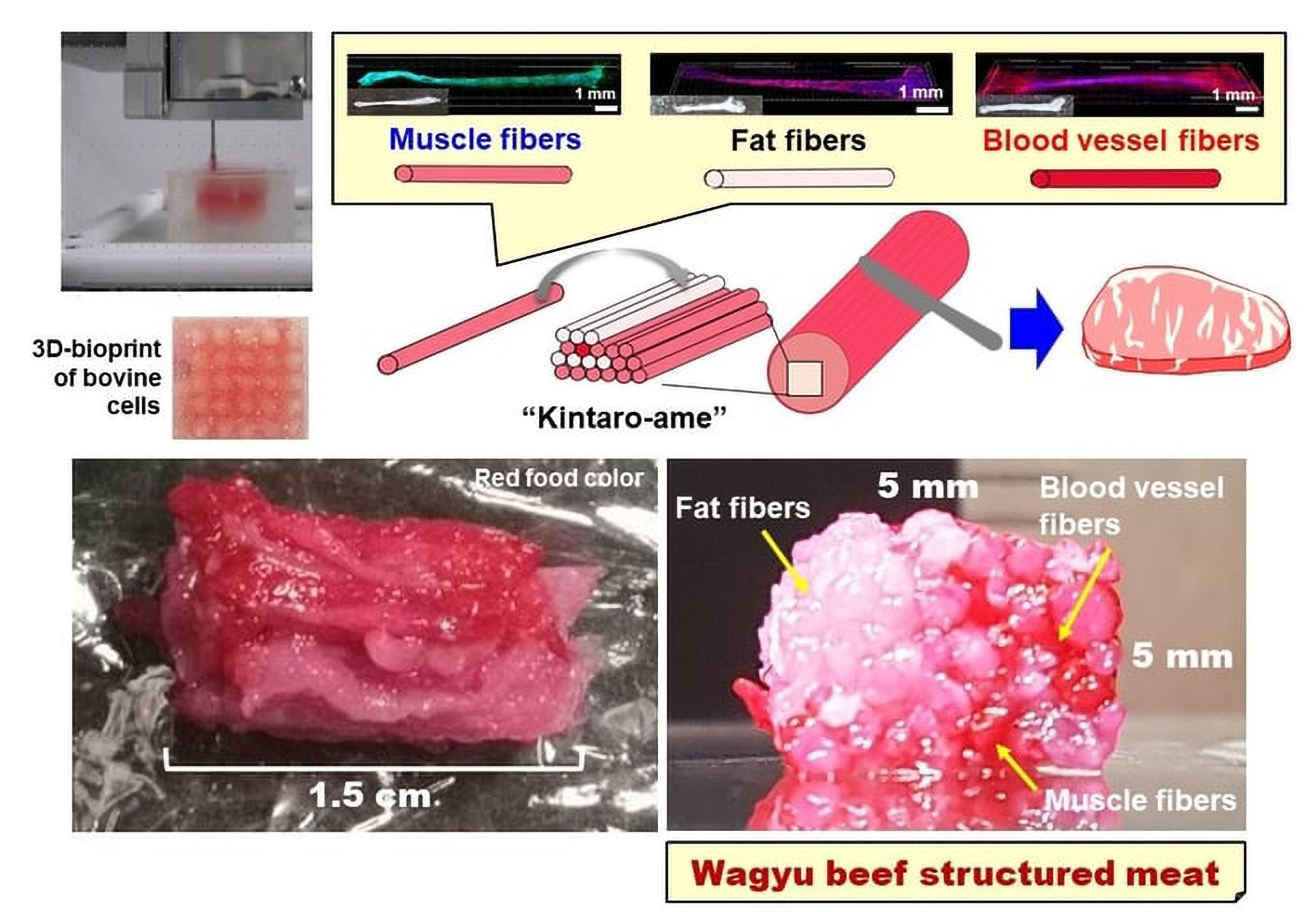 Illustrations of how structured Wagyu alternative meat is produced by 3D bioprinting.(Osaka University/Zenger)