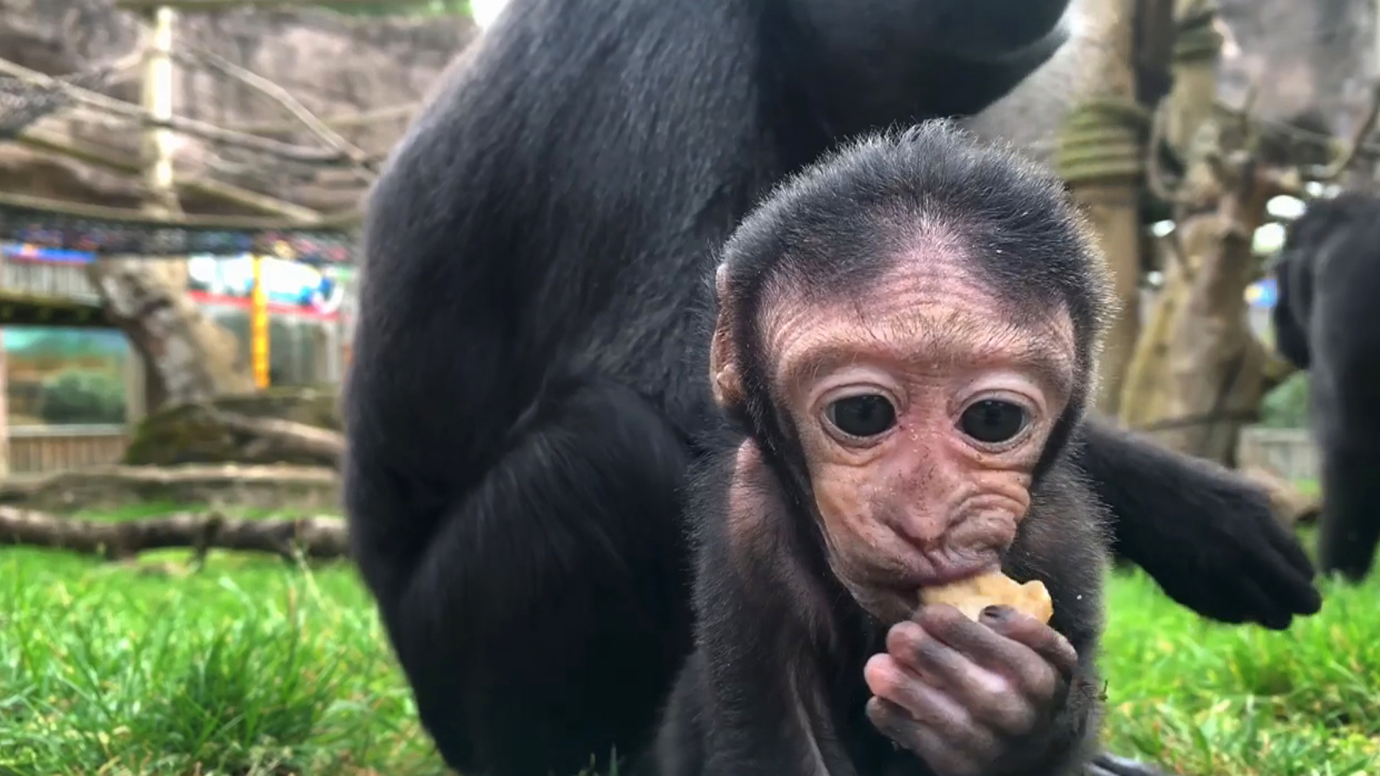 Baby macaque Kiwi is growing up healthy and strong, and “delighting visitors ...by trying out some climbing, swinging, tumbling … and falling,” according to  Drusillas Park in Polegate, England. (@drusillaspark/Zenger)