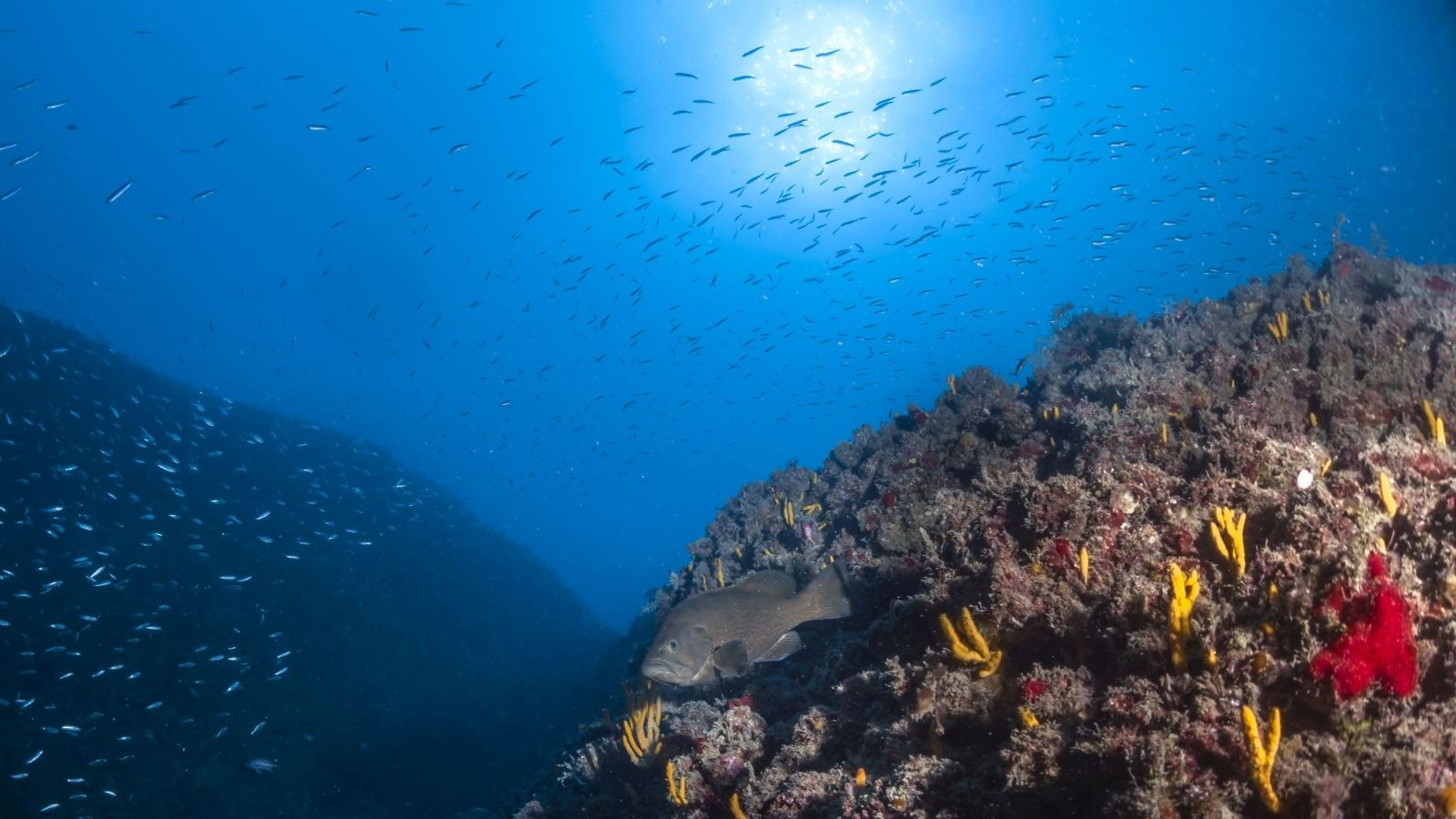 Entire marine protected areas are affected by overfishing and other human pressure on their borders, new research shows. (Courtesy of Tel Aviv University)