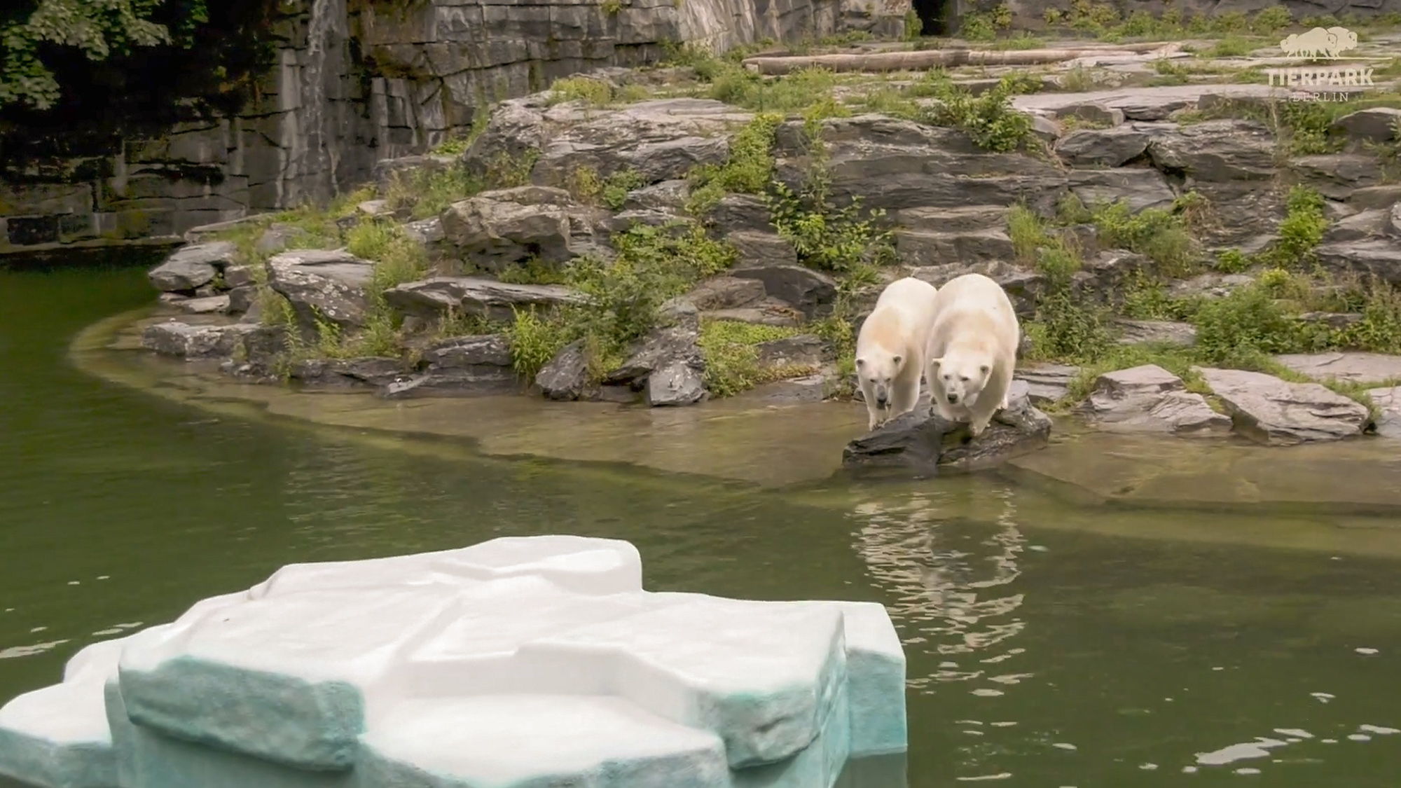 Polar bears named Hertha and Tonja prepare to jump into the water and explore the iceberg added for them at the Tierpark Berlin zoo in Germany. (Tierpark Berlin/Zenger)
