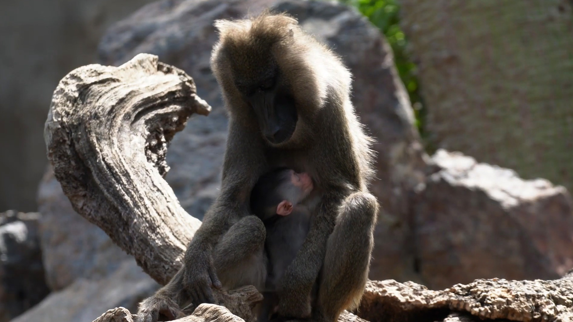 The primate Abuja, a Drill monkey, with her newborn in Bioparc Valencia, Spain. The species is endangered, with only about 4,000 individuals thought to remain in the wild. (Bioparc Valencia/Zenger)