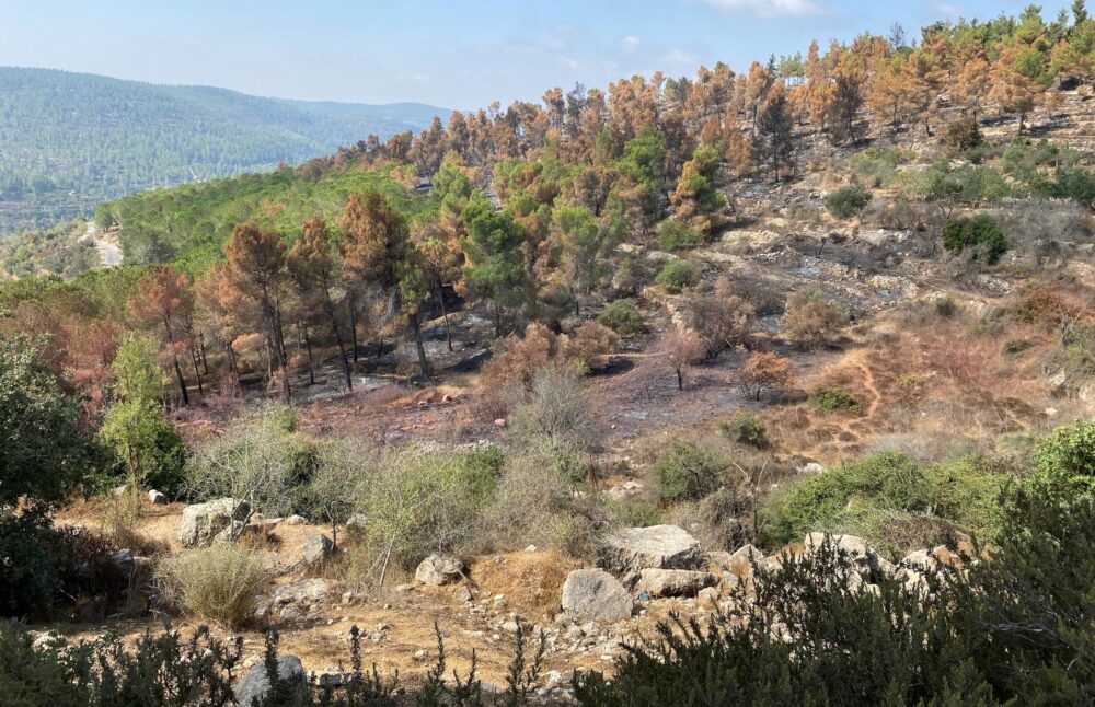 Sataf Forest west of Jerusalem, days after a devastating forest fire this month. (Abigail Leichman)