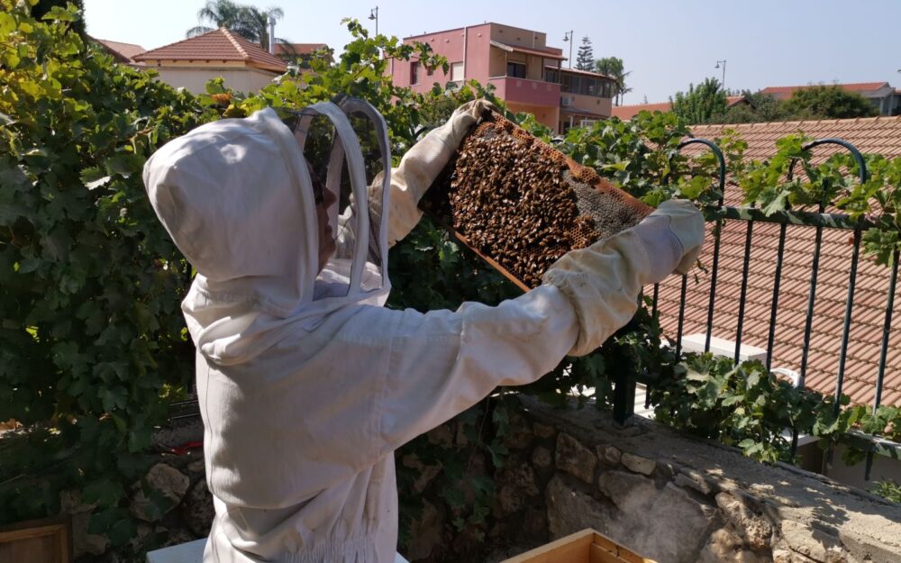 Beekeeper Miri Newcome inspects a beehive frame. (davidbrianbender.com)