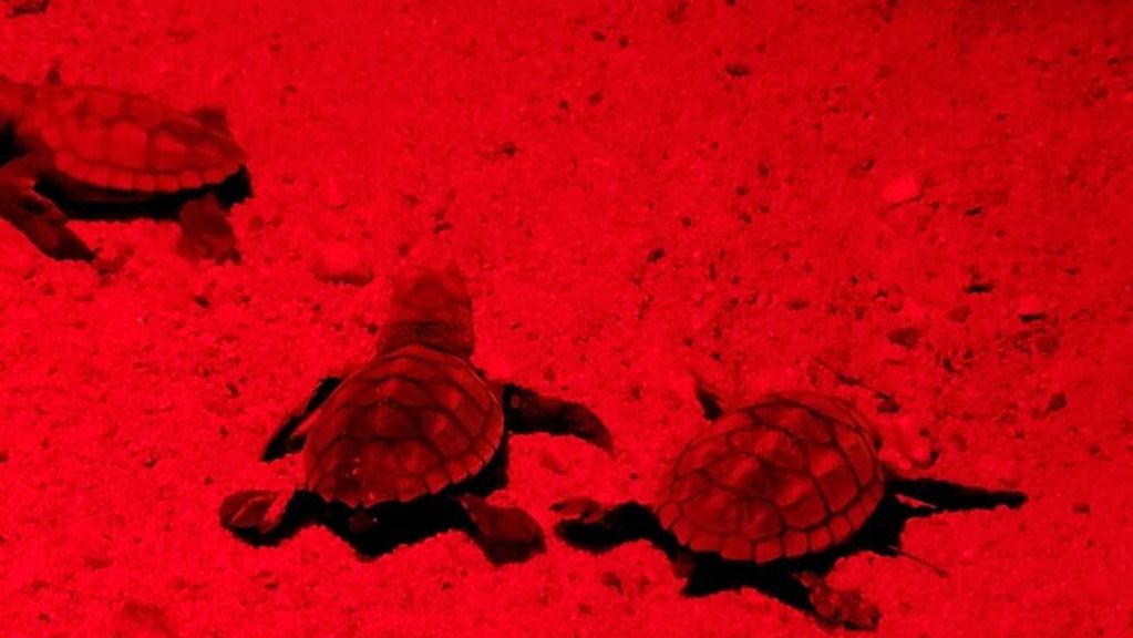 Only one or two of the turtles are expected to survive their lengthy journey to the shores of Sudan. Infared light is used to photograph the tiny hatchlings as light pollution can confuse them. (Courtesy of Omri Omessi/INPA) 